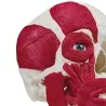 Modèle de crâne avec musculature, taille réelle Modèle de crâne avec musculature, taille réelle