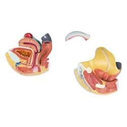Modèle des organes génitaux féminins, 4 parties, taille réelle