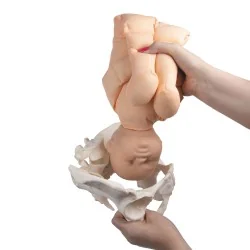 Modèle de pelvis féminin avec foetus