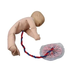 Modèle de foetus et placenta
