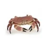 Crabe
