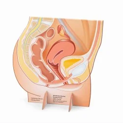 Représentation du bassin féminin en carton