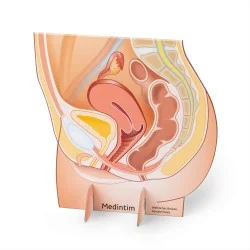 Représentation du bassin féminin en carton verso