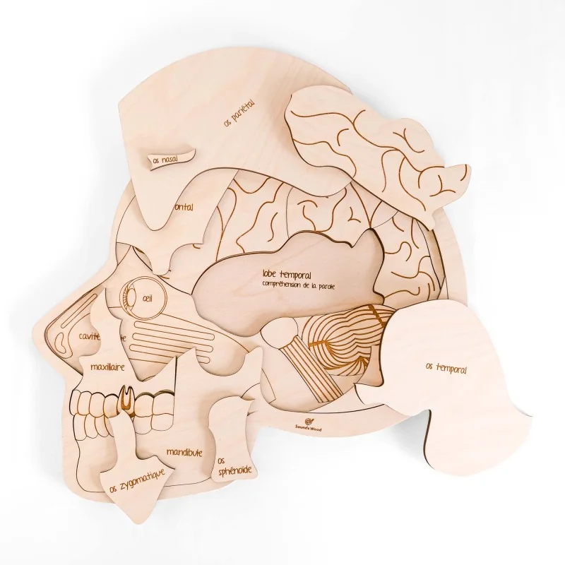 Puzzle éducatif en bois - L'anatomie de la tête