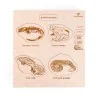 Puzzle éducatif en bois - Les stades de développement des amphibiens
