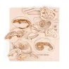 Puzzle éducatif en bois - Les stades de développement des amphibiens