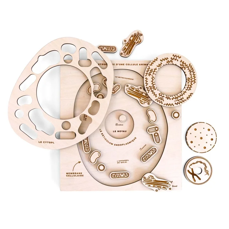 Puzzle éducatif en bois - La structure de la cellule animale