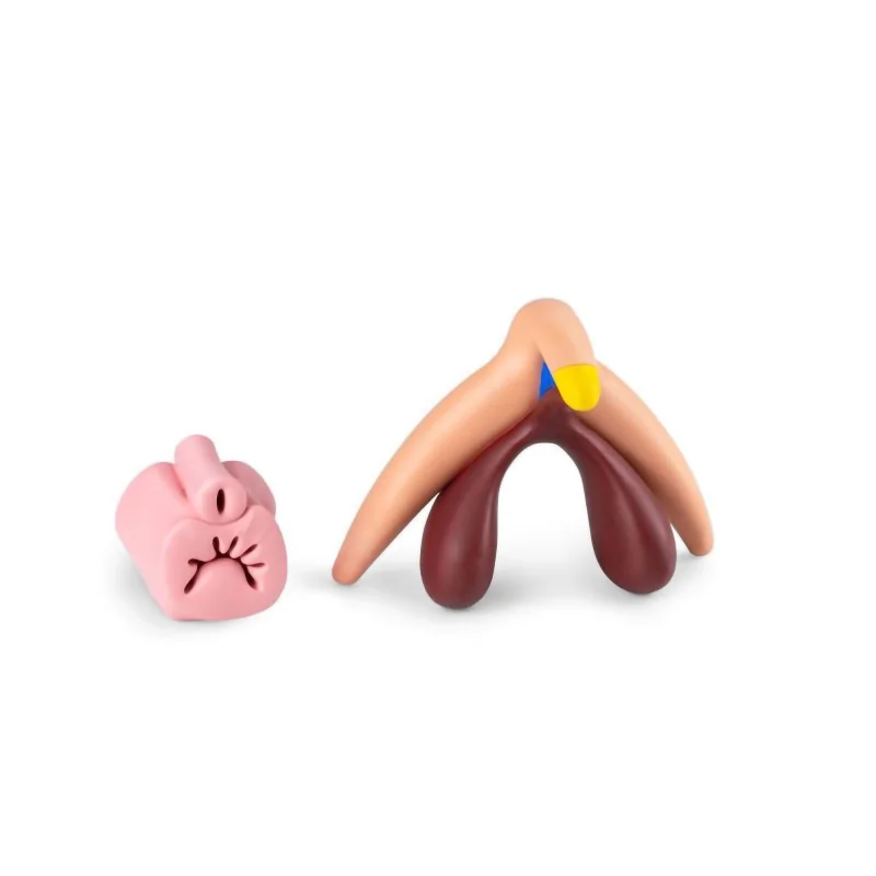 modèle anatomique de clitoris 3d en silicone avec vagin amovible modèle anatomique de clitoris 3d en silicone avec vagin amovible