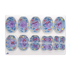 Modèle de division cellulaire de méiose